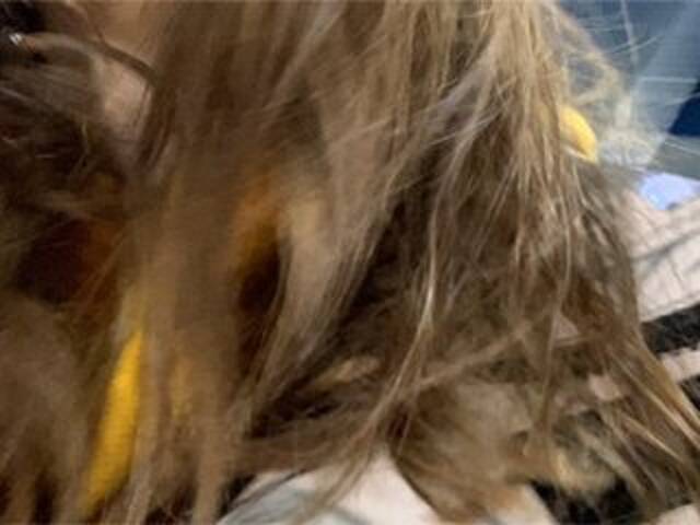 ブロードキャストスクリーンショット Eliness