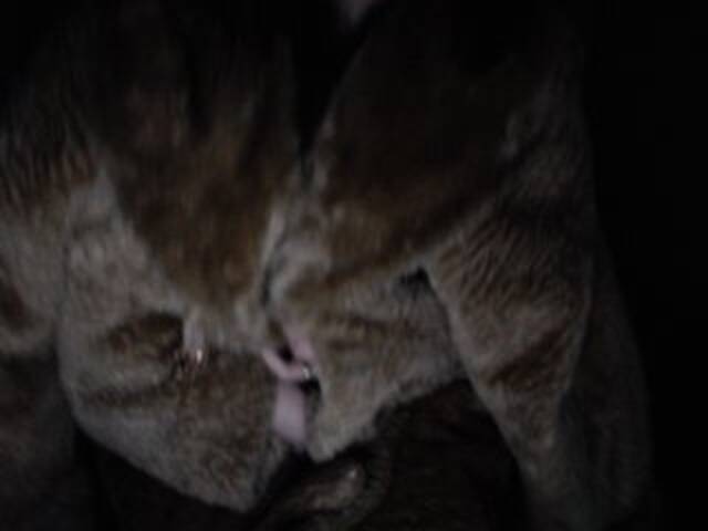 ブロードキャストスクリーンショット mila-ya