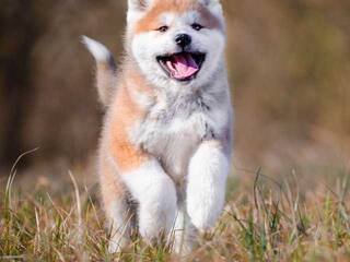 エロティックなビデオチャット Val309a